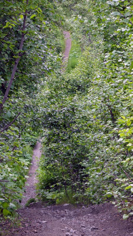 Gas Line Trail Hiking Anchorage Alaska