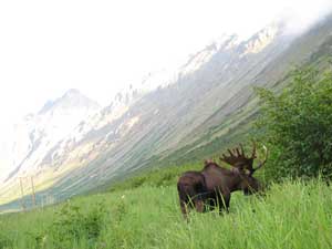Hike Alaska Anchorage Flattop. Flattop Mountain has been rated easy-moderate due to the elevation gain in the short distance and bad trail conditions near the top. This trail has several challenges, especially as you approach the summit.