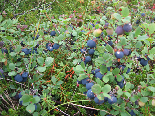 Anchorage Alaska Flattop Hike, Blueberry picking