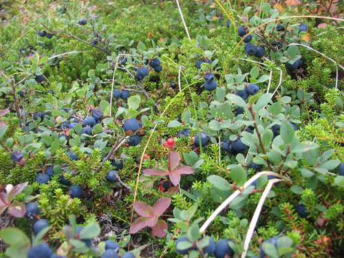 Anchorage Alaska Flattop Hike, Blueberry picking