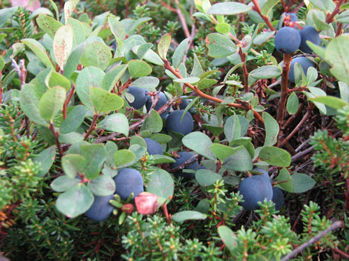 Anchorage Alaska Flattop Hike, Blueberry picking