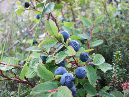 Anchorage Alaska, Blueberry Picking, Hike Flattop