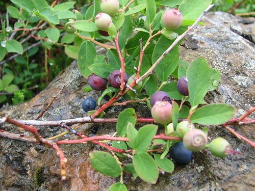 Anchorage Alaska, Blueberry Picking, Hike Flattop