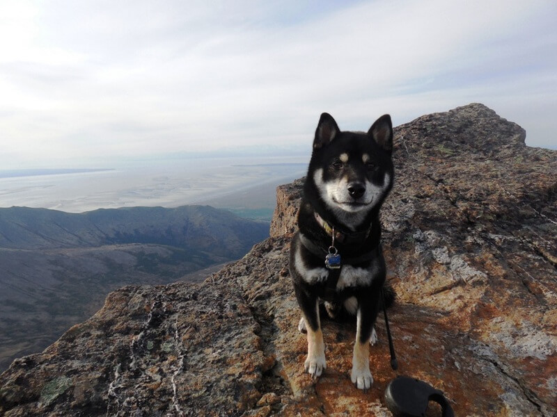 ShibaInu On Ptarmigan Peak - Hike Anchorage, Alaska