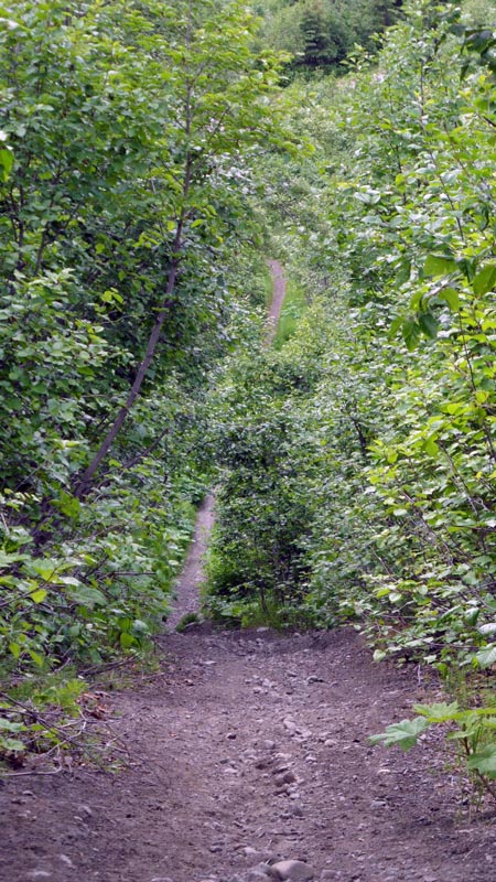 Gas Line Trail Hiking Anchorage Alaska